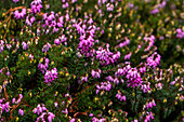 Erica darleyensis 'Winter Surprise'