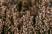 Calluna vulgaris Gardengirls® 'Lisbeth'