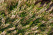 Calluna vulgaris Gardengirls® 'Aurelia'