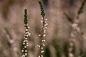 Calluna vulgaris 'Visser´s Fancy'