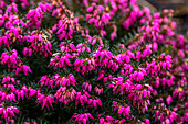 Erica carnea 'Eva'