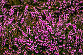 Erica darleyensis 'Rubina'