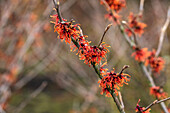 Hamamelis x intermedia 'Old Copper'