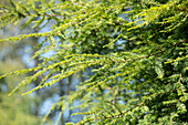 Taxus baccata 'Dovastonii Aurea'
