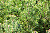 Pinus uncinata