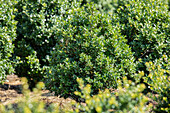 Ilex crenata 'Rotundifolia'