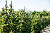 Picea abies 'Will´s Zwerg'