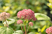 Hydrangea arborescens 'Pink Annabelle'®