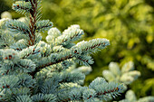 Picea pungens 'Glauca Globosa'