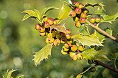 Ilex meserveae 'Heckenfee'®(s)