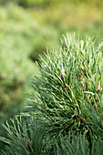Pinus sylvestris 'Globosa Viridis'