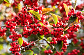 Crataegus persimilis