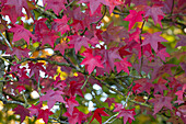 Liquidambar styraciflua