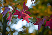 Liquidambar styraciflua