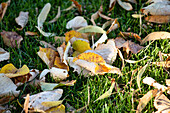 Leaves in the grass