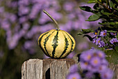 Pumpkin on fence