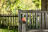 Apple on bench
