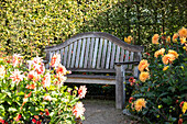 Bench in garden