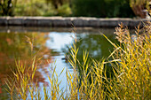 Pond ambience