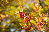 Crataegus persimilis