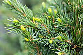 Picea omorika 'Wodan'