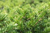 Pinus banksiana 'Velda'