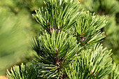 Pinus heldreichii 'Irish Bell'