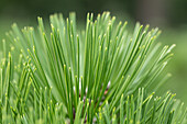 Pinus heldreichii 'Malinki'