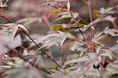 Acer palmatum ,Shaina'