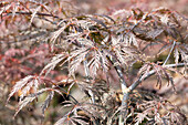 Acer palmatum 'Tamukeyama'