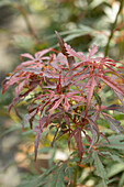 Acer palmatum 'Jerre Schwartz'