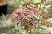 Acer palmatum 'Jerre Schwartz'