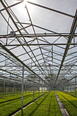 Venlo greenhouse