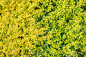 Ilex crenata 'Golden Gem'