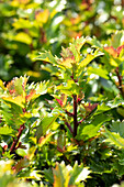 Ilex meserveae 'Little Rascal'®