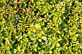 Ilex meserveae 'Little Rascal'®