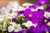 Arabis & Aubrieta Early SunPoly®