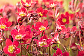 Saxifraga x arendsii 'Alpino™ Red'