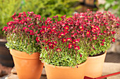 Saxifraga x arendsii 'Alpino™ Red'