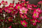 Saxifraga x arendsii 'Alpino™ Deep Rose'