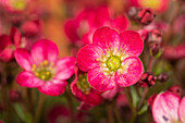 Saxifraga x arendsii 'Alpino™ Deep Rose'