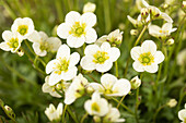 Saxifraga x arendsii 'Alpino™ Large White'