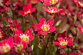 Saxifraga x arendsii 'Alpino™ Red'