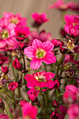 Saxifraga x arendsii 'Alpino™ Deep Rose'