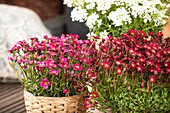 Saxifraga x arendsii 'Alpino™'