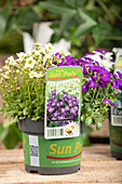 Early Sun Poly ® Plant