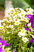 Saxifraga & Aubrieta Early SunPoly®