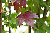 Acer platanoides 'Royal Red'