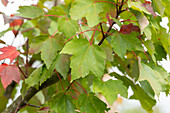 Acer rubrum 'Compactum'