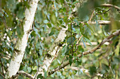 Betula utilis 'Doorenbos'